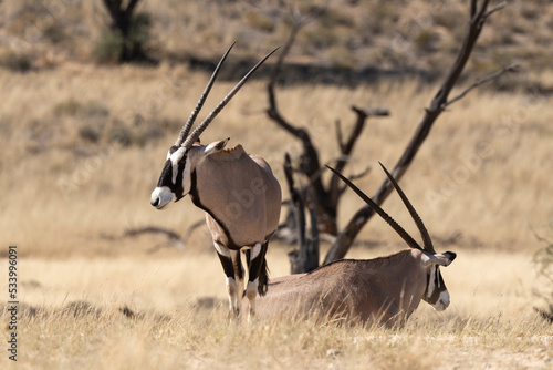 oryx gazelle, gemsbok, Oryx gazella, Parc national Kalahari, Afrique du Sud