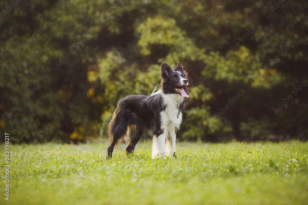 dog Border Collie portraitin the park dog Border Collie portraitin the park