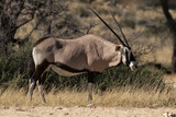 oryx gazelle, gemsbok, Oryx gazella, Parc national Kalahari, Afrique du Sud