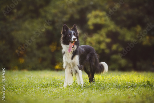 dog Border Collie portraitin the park