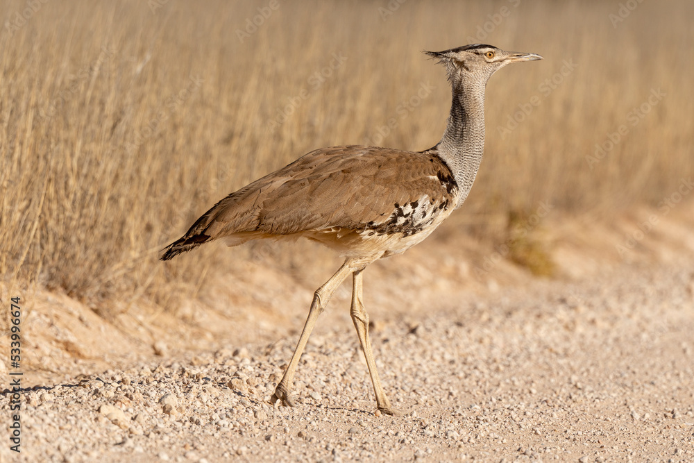 Outarde kori, Ardeotis kori, Kori Bustard, Afrique du Sud Outarde kori, Ardeotis kori, Kori Bustard, Afrique du Sud