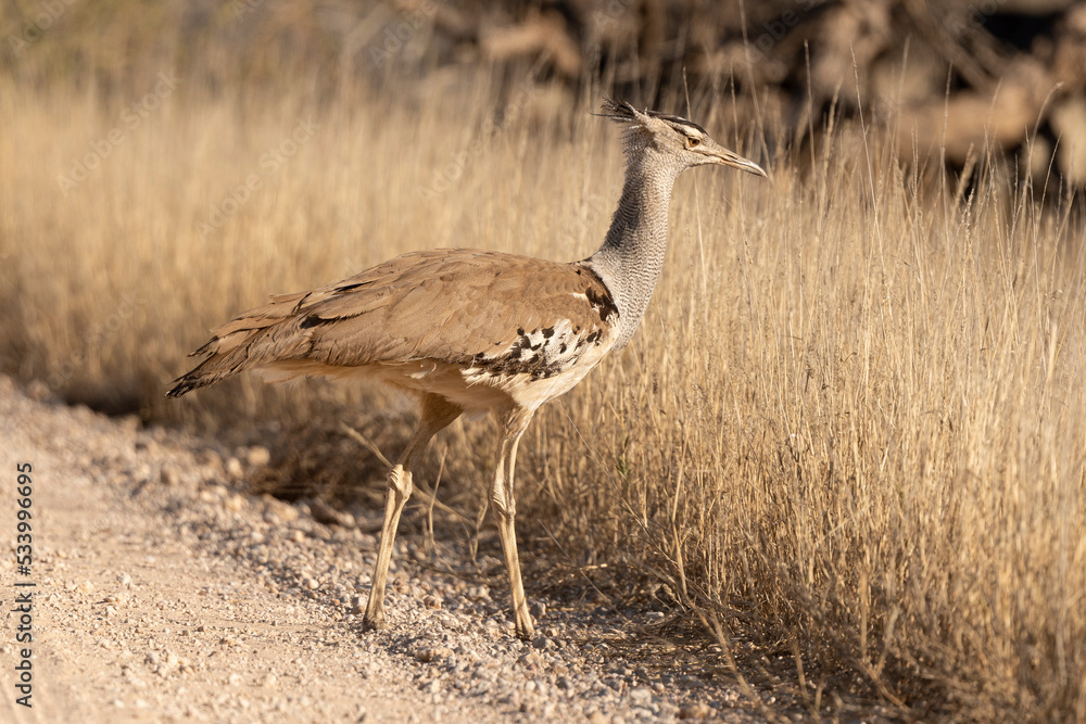 Outarde kori, Ardeotis kori, Kori Bustard, Afrique du Sud Outarde kori, Ardeotis kori, Kori Bustard, Afrique du Sud