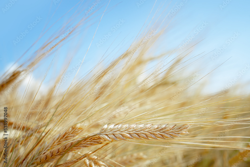 Wheat grain on sunlit golden field with blue sky. Summer or autumn grain crop season. Harvest landscape. Wheat and rye. Gluten. Agriculture and farming. Grain drain. Pesticides Wheat grain on sunlit golden field with blue sky. Summer or autumn grain crop season. Harvest landscape. Wheat and rye. Gluten. Agriculture and farming. Grain drain. Pesticides