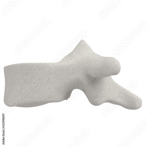 3d rendering illustration of a thoracic vertebra photo