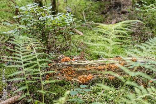 mushroom colony in undergrowth of Black Forest near Lauterbach, Germany photo