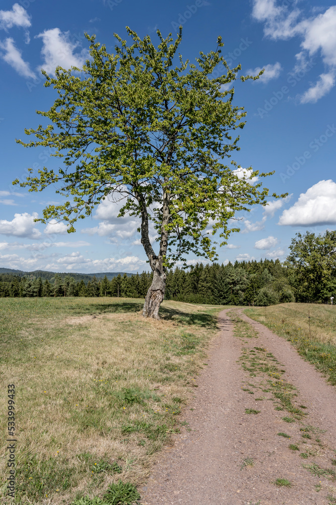 lone cherry-tree at green upland in Black Forest near Muehlenbach, Germany lone cherry-tree at green upland in Black Forest near Muehlenbach, Germany