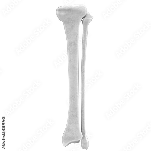 3d rendering illustration of tibia and fibula