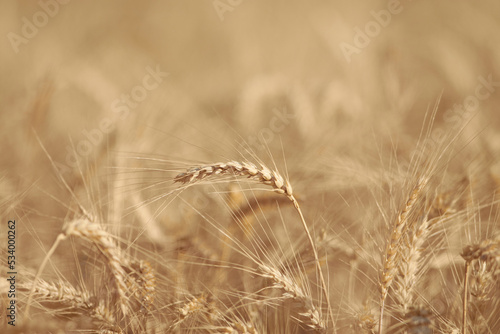 Wheat spikes 