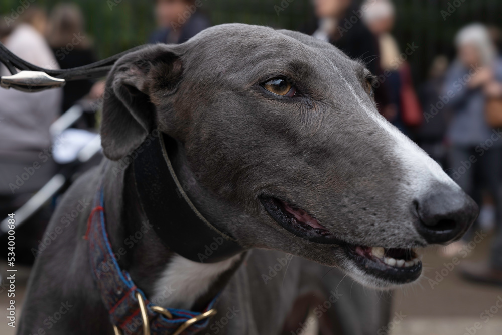 Close up of a Greyhound's head. The animal walks on a leash next to the owner and looks to the side. Focus on the eye area