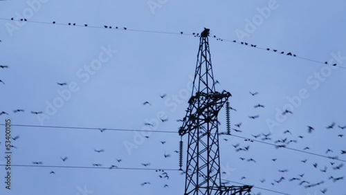 Big flock of crow birds flying and sitting on electrical power lines in evening