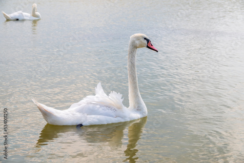 Graceful white Swan swimming in the lake  swans in the wild. Portrait of a white swan swimming on a lake.