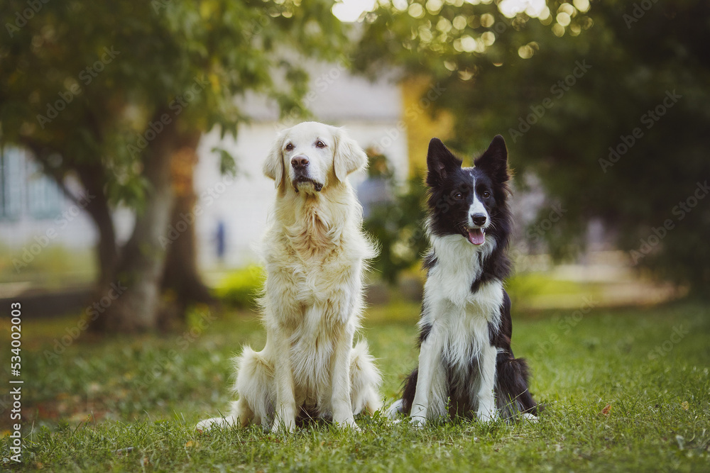 dog pet Golden Retriever Border Collie portraitin the park
dog pet Golden Retriever Border Collie portraitin the park