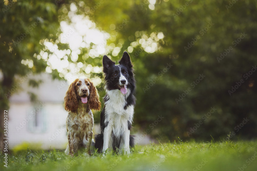 Fototapeta premium dog pet Spaniel Border Collie portraitin the park