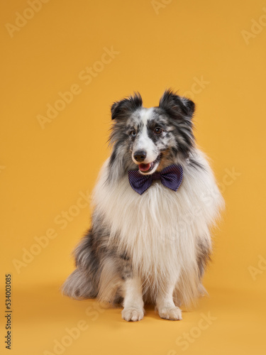 dog on a yellow background in the bow tie. Marbled Sheltie in photo studio © annaav