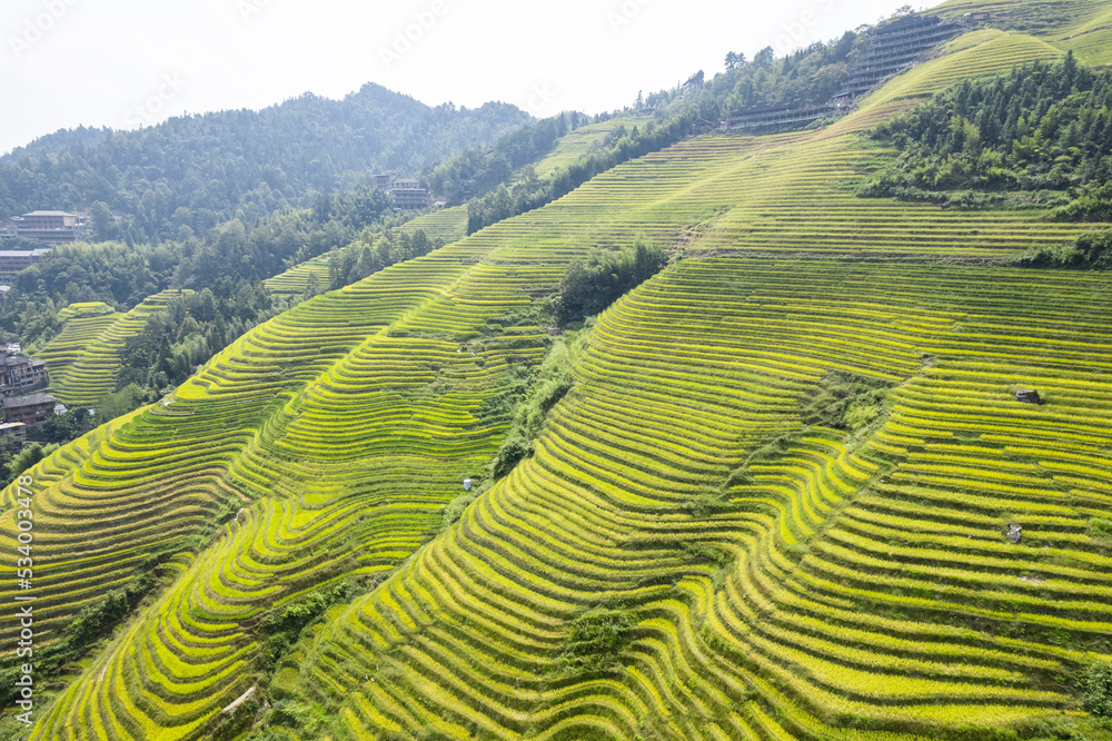 Dragon terraced fields in Guilin Guangxi China