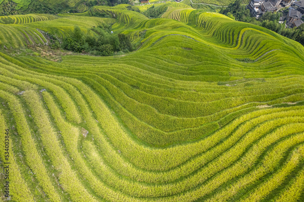 Dragon terraced fields in Guilin Guangxi China Dragon terraced fields in Guilin Guangxi China
