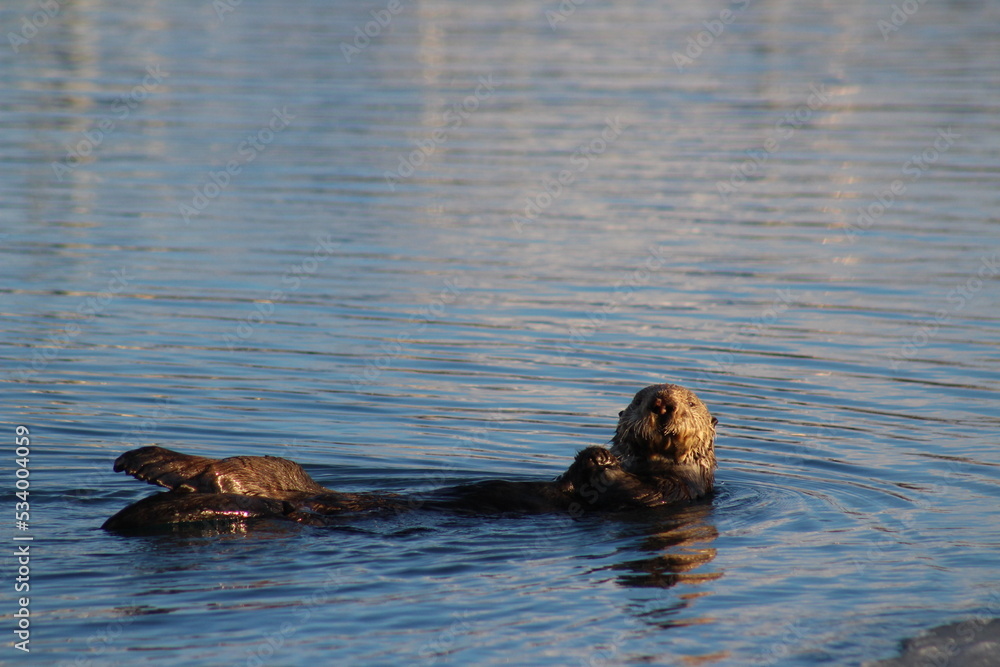 Fototapeta premium otter in the water 