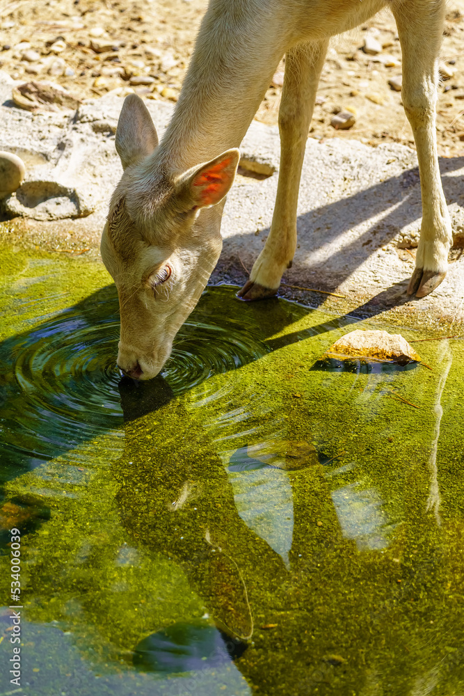 Small white deer drinking water from a stream of clean water. Small white deer drinking water from a stream of clean water.