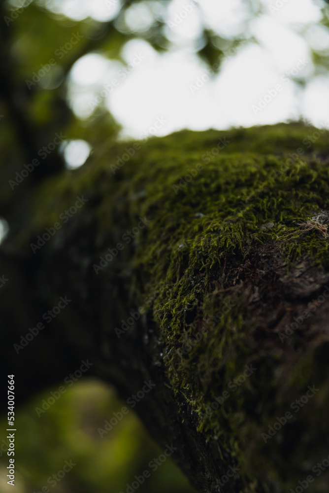 Fototapeta premium Green moss on tree