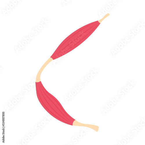Section of muscle. Muscle flat symbol. Collection of muscle and anatomy stock symbol for web.
