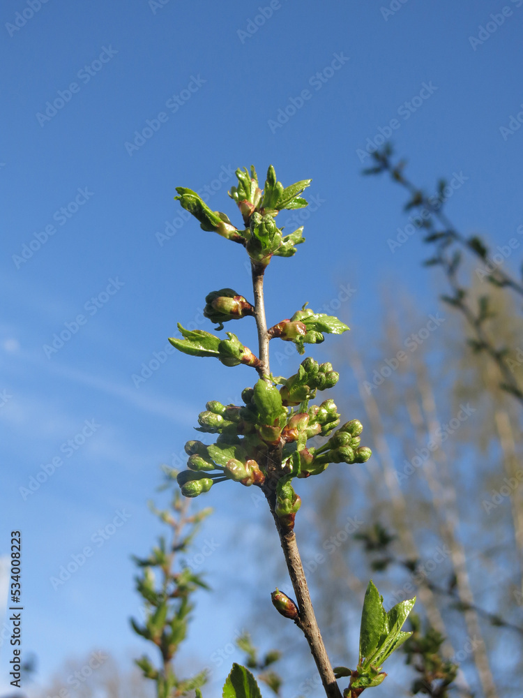 green buds of the cherry tree swell in early spring green buds of the cherry tree swell in early spring
