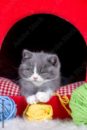British bicolor kitten, gre...