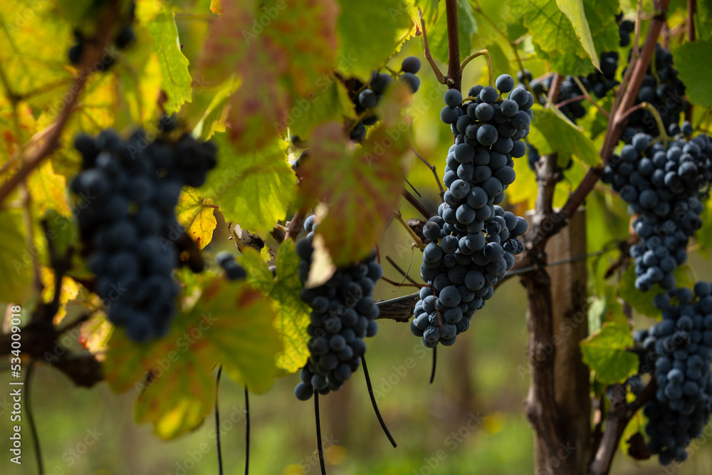 Red wine grapes from Dao winery, Viseu, Portugal. - obrazy, fototapety, plakaty 