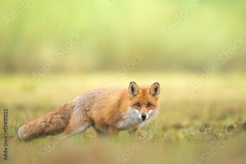 Fox Vulpes vulpes in autumn scenery, Poland Europe, animal walking among winter meadow in green background