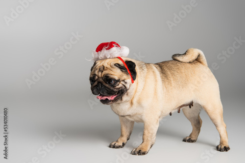 Fototapeta Naklejka Na Ścianę i Meble -  purebred pug dog in santa hat sticking out tongue standing on grey background.