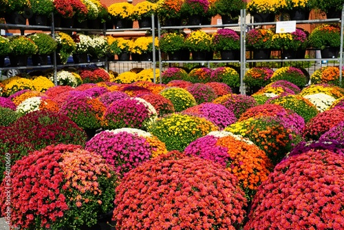 Colorful chrysanthemum flowers in autumn
