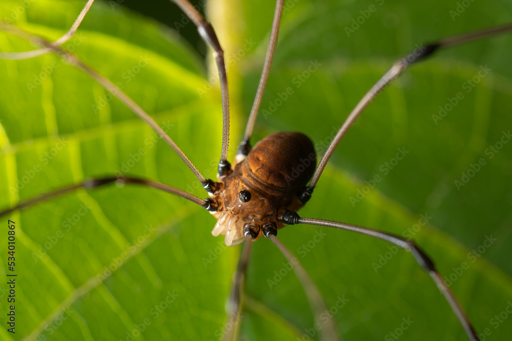 Opiliones Harvestman spider on leaf close up Opiliones Harvestman spider on leaf close up