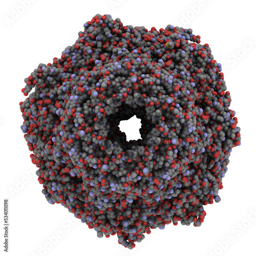 Proteasome from yeast, chemical structure. The proteasome is a huge protein complex that breaks down unneeded and damaged proteins inside the cell. The human proteasome is a target for cancer drugs. photo