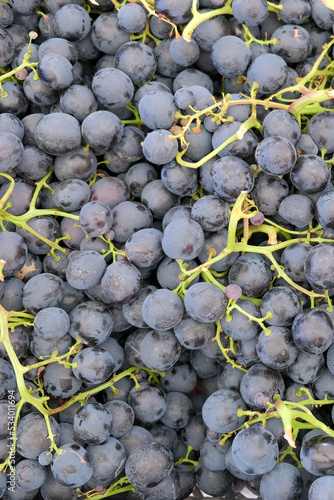 Top view, bunch of organic black grape fruit, vertical image.