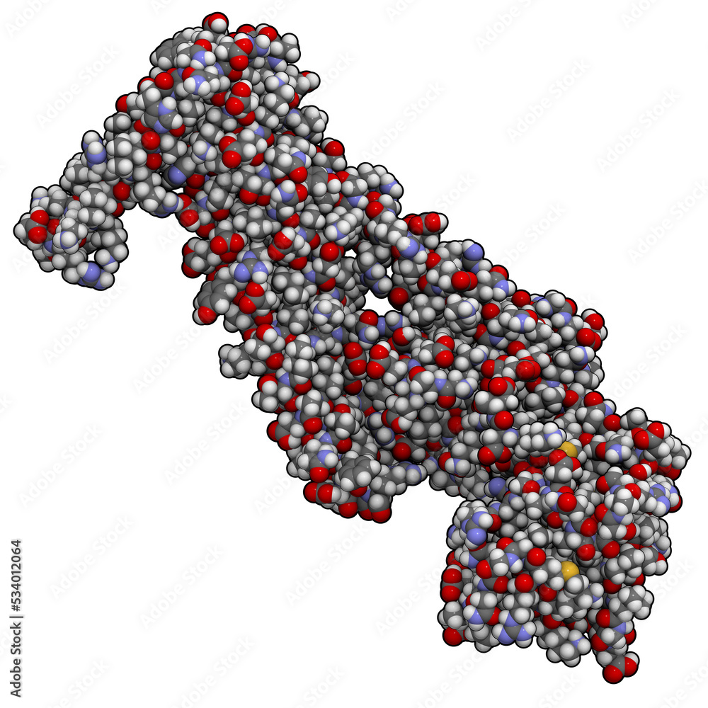 Cardiac troponin core domain, chemical structure. Cardiac troponin core domain, chemical structure.