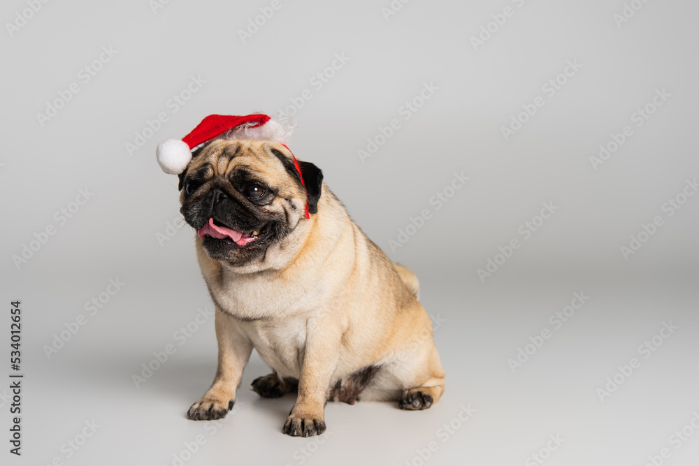 purebred pug dog in santa hat sticking out tongue and sitting on grey background.
