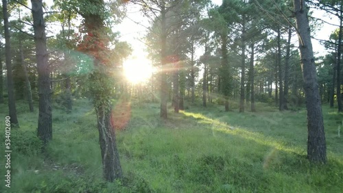 Image of drone entering a green forest at sunset. Flashes of light through the trees