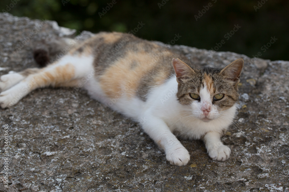 Pregnant tricolor stray cat on the fence. An animal with a nose defect. Pregnant tricolor stray cat on the fence. An animal with a nose defect.