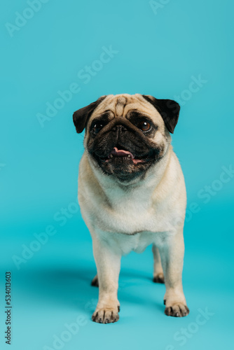 cute and purebred pug dog standing on blue background. © LIGHTFIELD STUDIOS