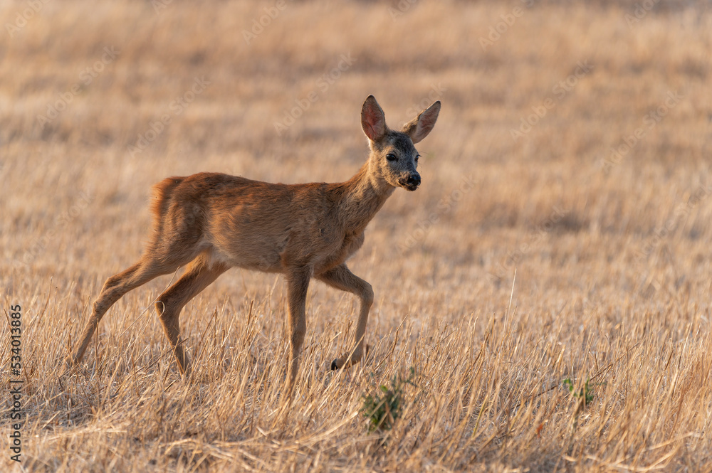 Obraz premium Little curious roe baby in sunset light