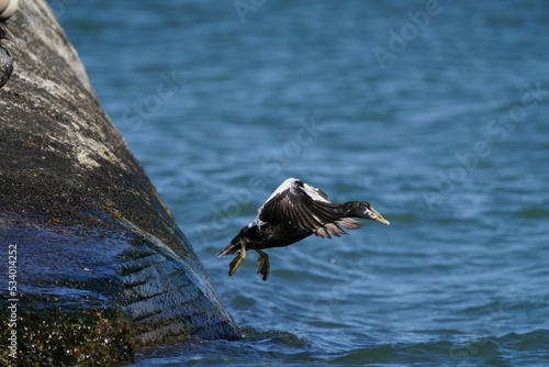Εκτύπωση καμβά Closeup shot of a Common eider bird flying to the coastline of  a beach on a sun