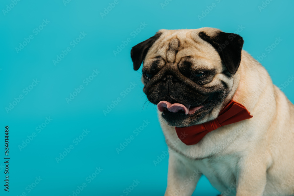 stylish pug dog in bow tie sticking out tongue isolated on blue.