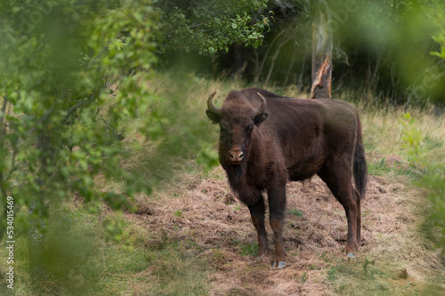 Wild bison in Romania
