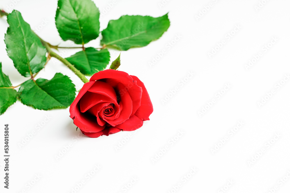 On white background red rose design, concept photo.