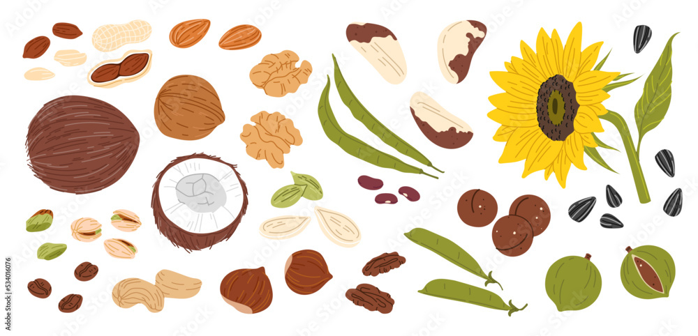 Nuts, seeds and beans. Almond, peanut, cashew and walnut vector food set. Macadamia, pistachio, hazelnut and coconut, raw sunflower and pumpkin seeds, brazil nuts, green beans, pea and coffee Nuts, seeds and beans. Almond, peanut, cashew and walnut vector food set. Macadamia, pistachio, hazelnut and coconut, raw sunflower and pumpkin seeds, brazil nuts, green beans, pea and coffee