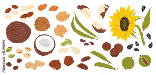 Nuts, seeds and beans. Almond, peanut, cashew and walnut vector food set. Macadamia, pistachio, hazelnut and coconut, raw sunflower and pumpkin seeds, brazil nuts, green beans, pea and coffee