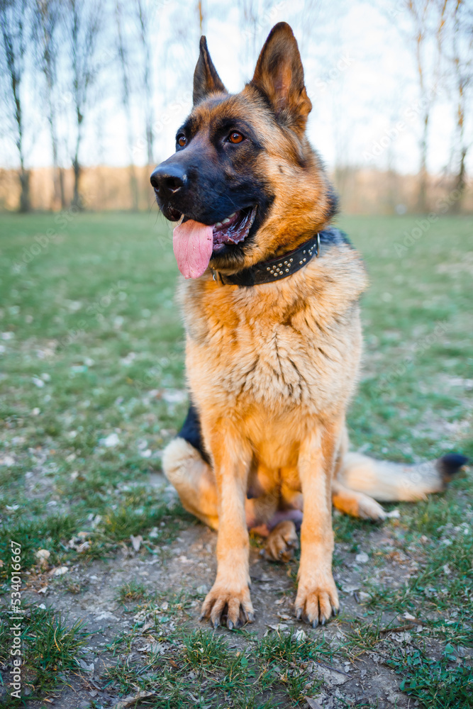 A large portrait of a German shepherd. Favorite dog breed