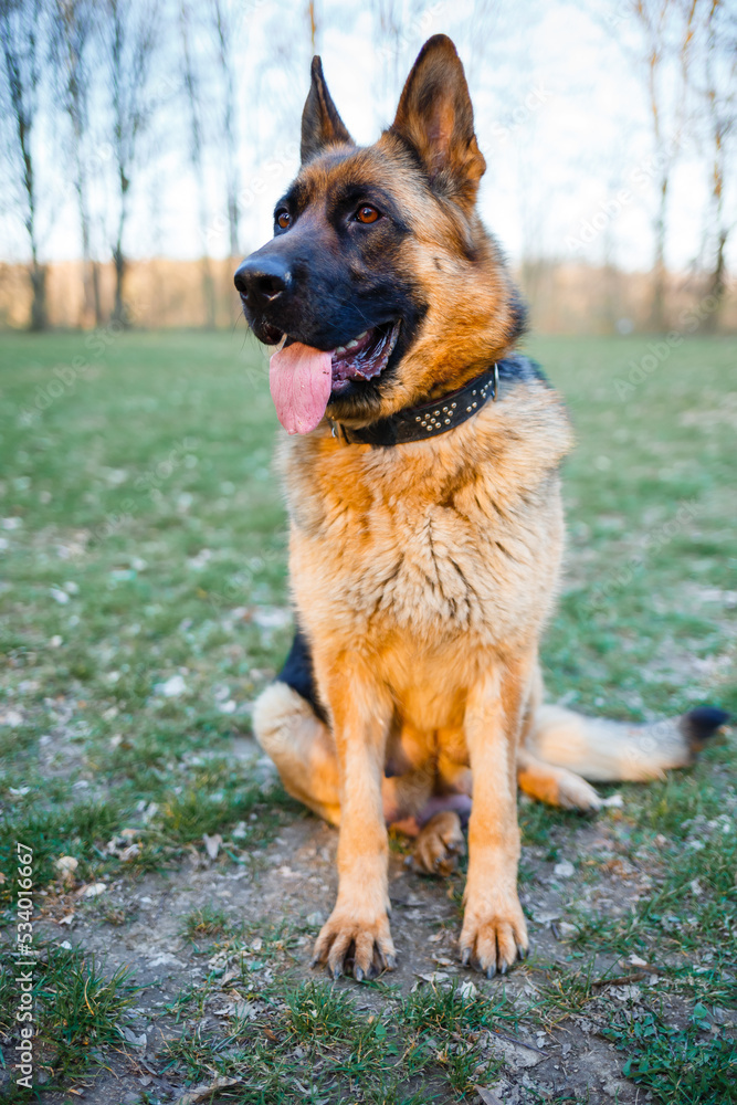 A large portrait of a German shepherd. Favorite dog breed A large portrait of a German shepherd. Favorite dog breed
