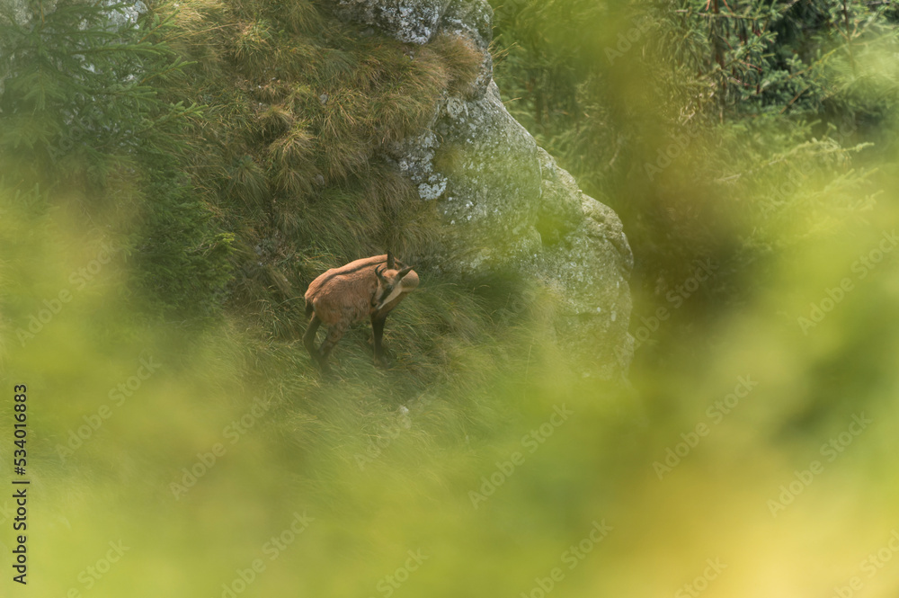 Rupicapra rupicapra in mountainous areas of Romania Rupicapra rupicapra in mountainous areas of Romania