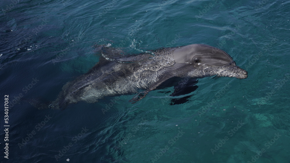 Naklejka premium dolphin in the water