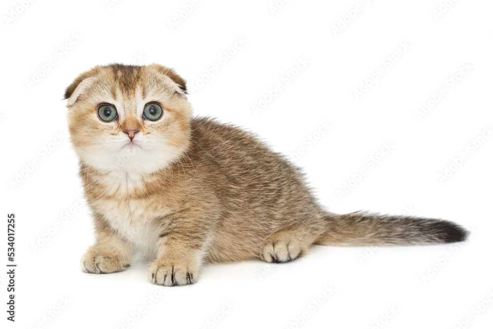 Obraz premium Scottish fold red kitten